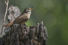 Birds Wildlife Nature