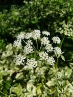Flower White Greenery Close