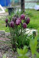 purple onion flowers