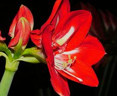 Amaryllis Blossom Bloom