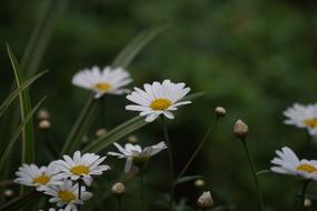 Daisies Flower Blossom