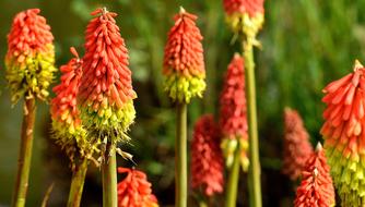 Panicles-Montbretie Flower Blossom
