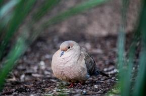 breasted bird