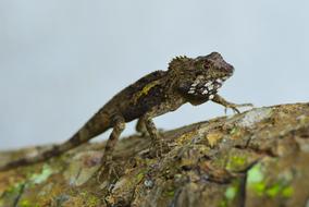 Animal Crawling Gang Reptiles