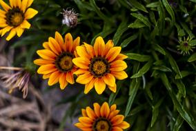 summer orange plants