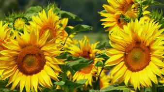 Nature Field Sunflower