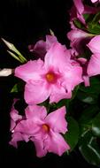 pink flowers in water droplets in summer