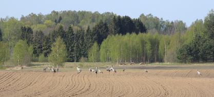 Nature field birds landscape view