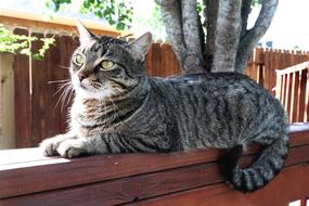 Gray cat sits on a bench