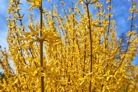 yellow wheat beautiful field