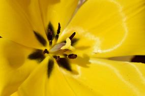 Tulip Schnittblume Spring Flowers