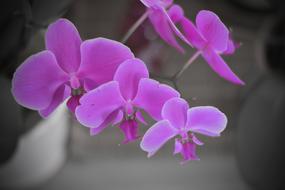 Flower Flora Nature