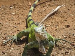 Reptiles Lizards Nature