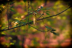 Spring Nature Leaf