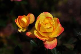 Rose Yellow Petals