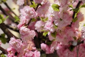 Flower Plant Cherry Wood