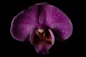 Nature Flower Color