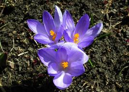 Nature Flower Krokus