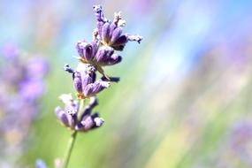 Lavender Flower Blossom