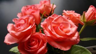 Rossläktet Flower Nature