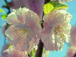 white flowers on a branch in a field