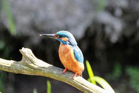 Birds Nature Wildlife Animal