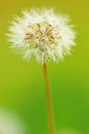 wild fuzzy plant