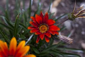 Flower Nature Plant