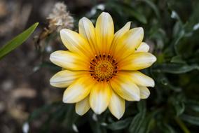 yellow and white is a beautiful flower