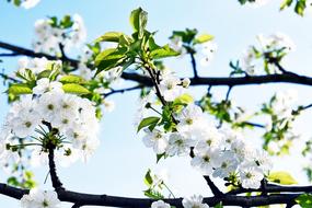 white and green flowers on a branch