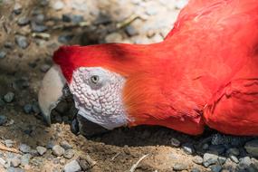 Macaw Parrot Eating