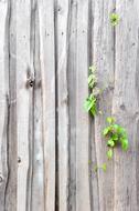 Fence Texture Old The Structure Of