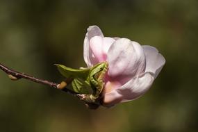 Magnolia Bud Unfold