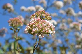 Flower Flowering Spring Season