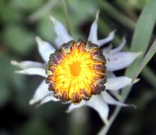 Dandelion Nature Plant