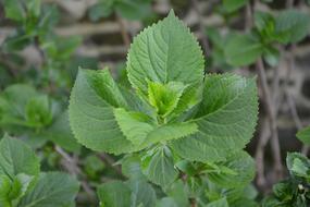 Leaf Leaves Hydrangea Plant
