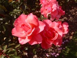Flower Plant Nature