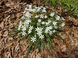 Nature Flower Flora