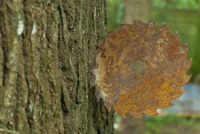 Tree Trunk Bark