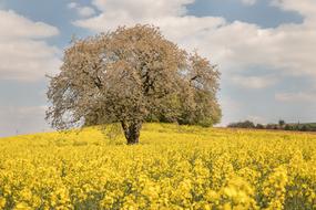 Agriculture Landscape Field