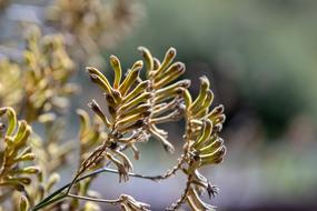 Nature Flora Outdoors