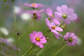 Nature Flowers Plants