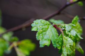 Leaf Plant Nature