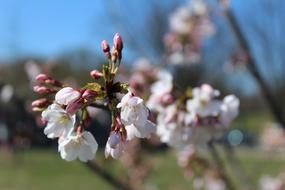 Tree Flower Branch