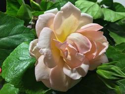 Pink Rose White Beauty