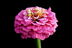 Flower Zinnia Summer