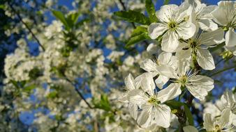 Blossom Flower Tree