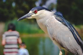 White nycticorax nycticorax