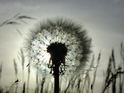 Nature Dandelion Sunset