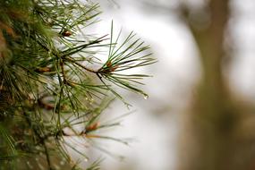 Needle Nature Pine